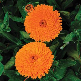 Candyman Orange Calendula Thumbnail